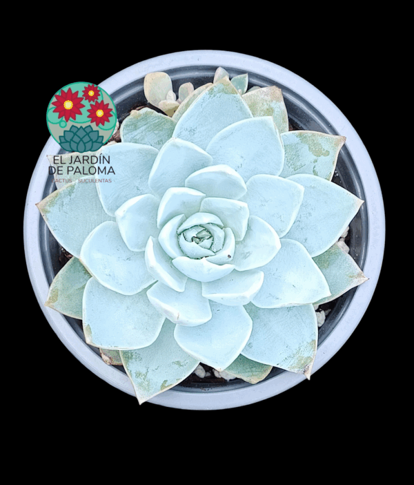 Sedum Suaveolens