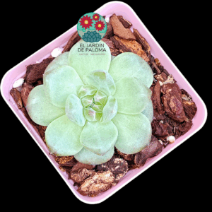 Echeveria Pomegranate (importación)