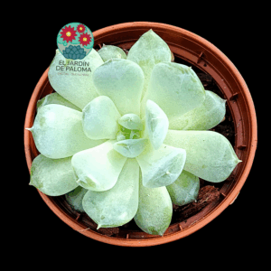 Echeveria White fatty (importación, maceta pequeña)