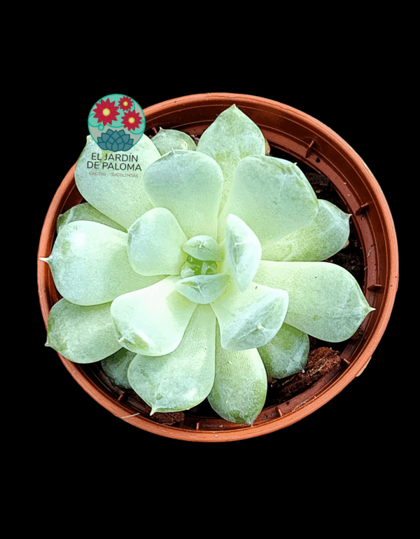 Echeveria White fatty (importación, maceta pequeña)