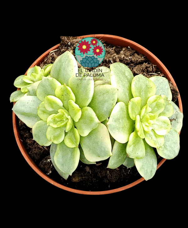 Sedeveria Rolly variegata doble