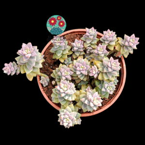 Sedeveria "Pink granite" (buen tamaño)