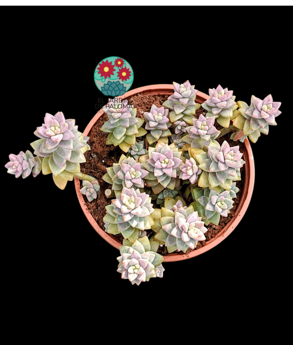 Sedeveria "Pink granite" (buen tamaño)