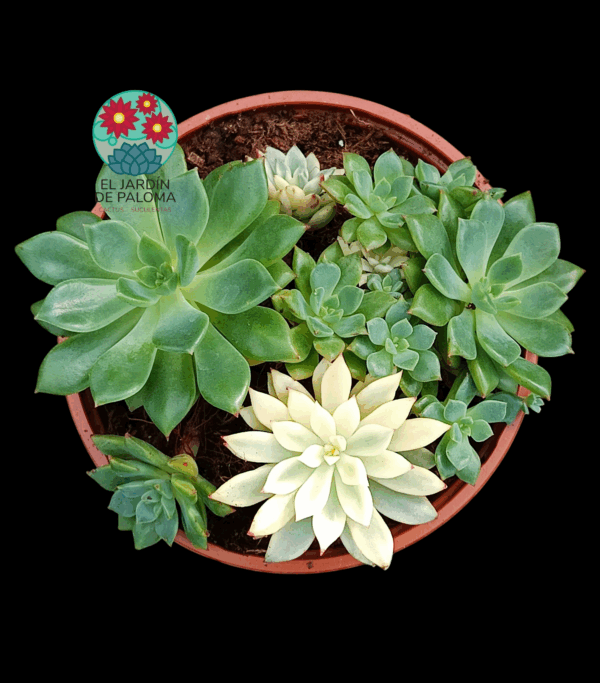 Echeveria Green esmeralda con algo de variegación