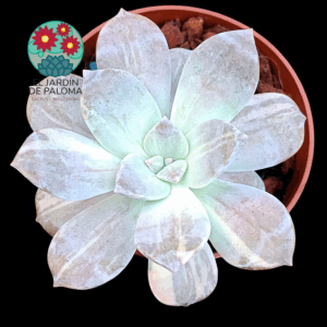 Graptopelatum "Silverbum" variegata (importación)