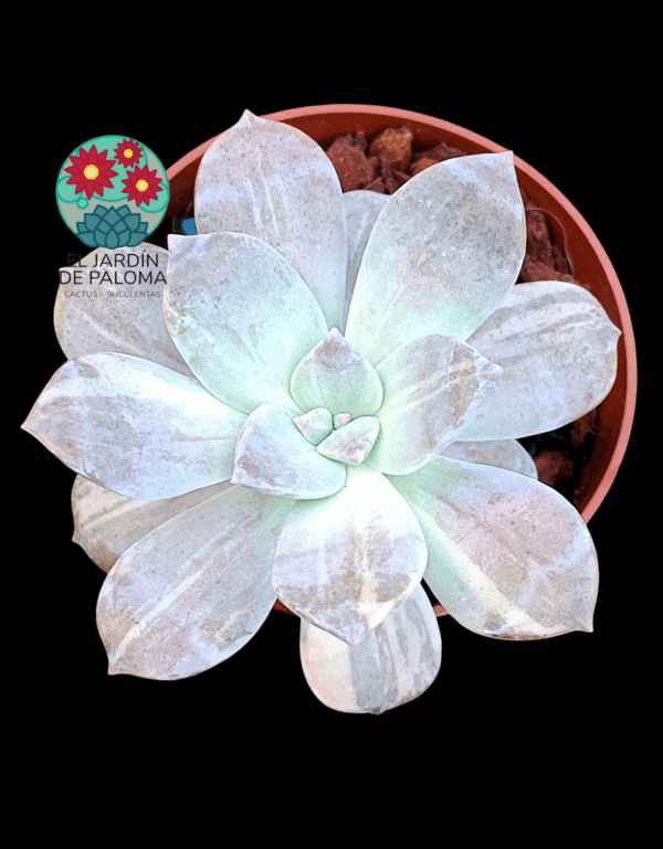 Graptopelatum "Silverbum" variegata (importación)