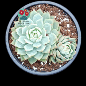 Echeveria Tippy