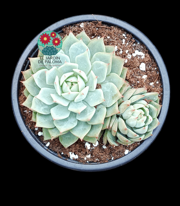 Echeveria Tippy