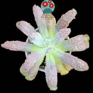 Echeveria Linguas (maceta grande)