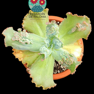 Echeveria Virginia Lee (tamaño muy grande)