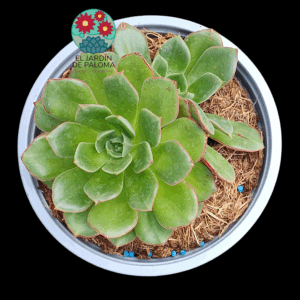 Echeveria Joan Daniel doble roseta (maceta grande)