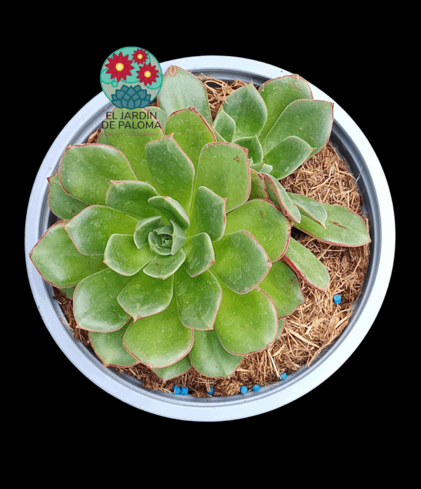 Echeveria Joan Daniel doble roseta (maceta grande)