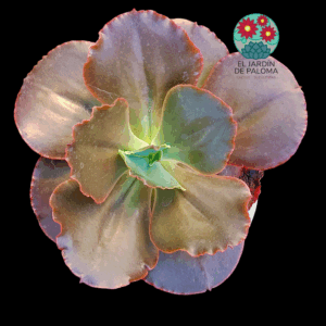 Echeveria Medallion (maceta grande)
