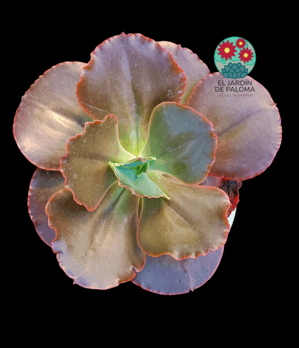 Echeveria Medallion (maceta grande)