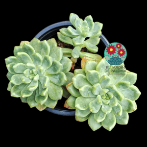 Echeveria Vienna bouquet