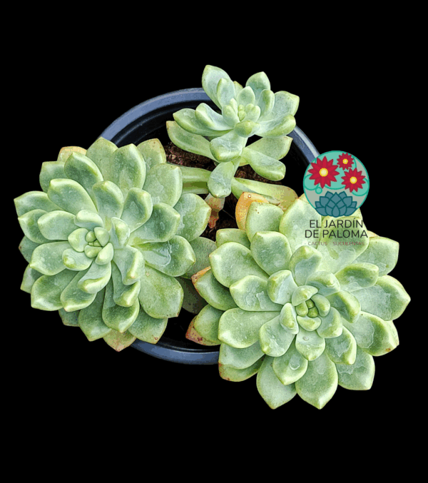 Echeveria Vienna bouquet