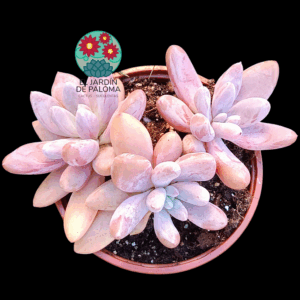 Pachyveria Alikate 3 rosetas (buen tamaño)