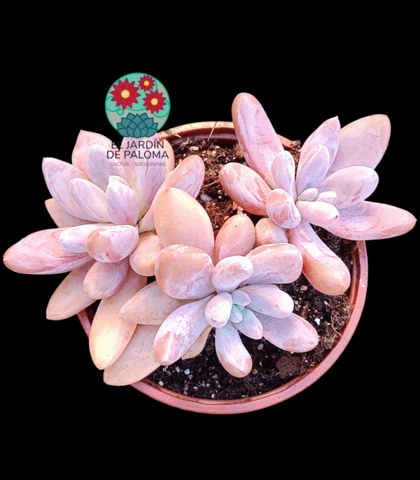 Pachyveria Alikate 3 rosetas (buen tamaño)