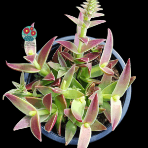 Crassula capitella "Red pagoda"