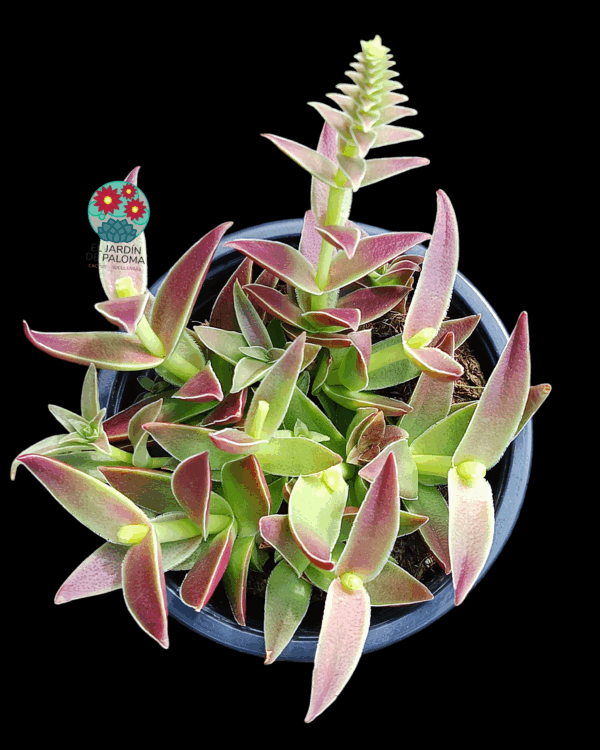 Crassula capitella "Red pagoda"