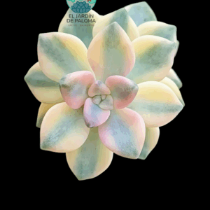 Graptoveria Victor kane variegata