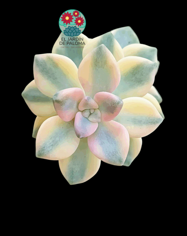 Graptoveria Victor kane variegata