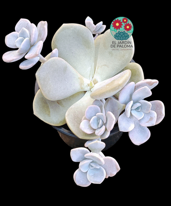 Graptoveria "Margaret rose" con hijuelo (roseta grande)