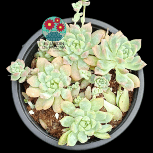 Echeveria Prolifica