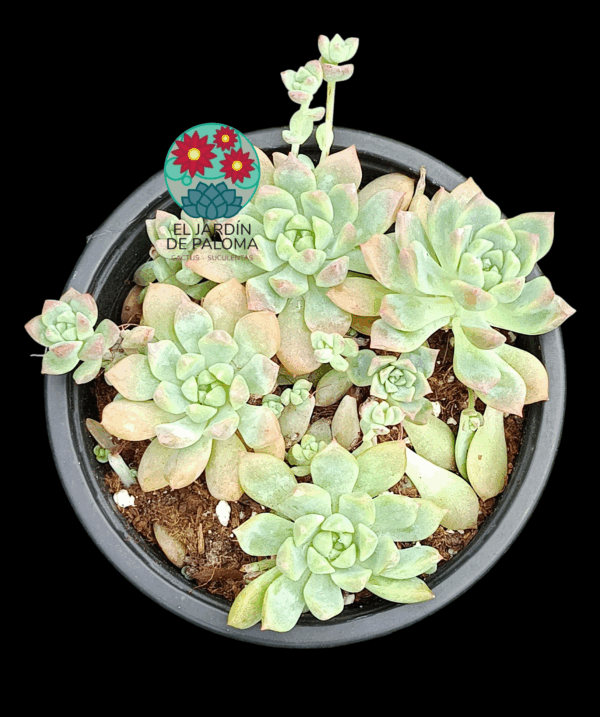 Echeveria Prolifica