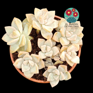 Graptosedum "Nuit Blanche" (es grande)