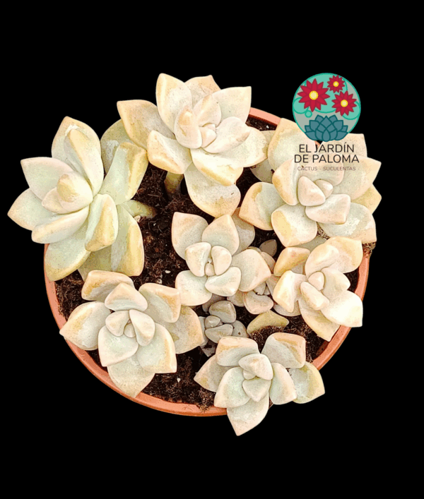 Graptosedum "Nuit Blanche" (es grande)
