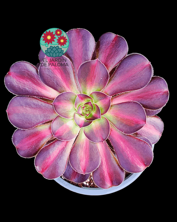 Aeonium Chanel middle variegata (importación)