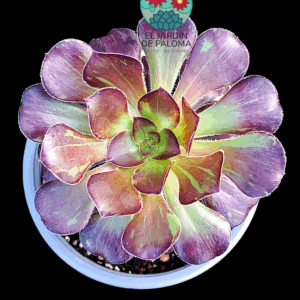 Aeonium Chanel x Bing bang variegata con hijuelo  (importación)