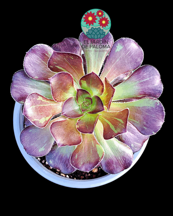 Aeonium Chanel x Bing bang variegata con hijuelo  (importación)