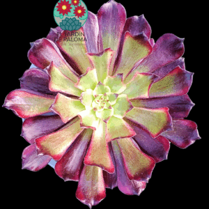 Aeonium Black Peony variegata (importación)