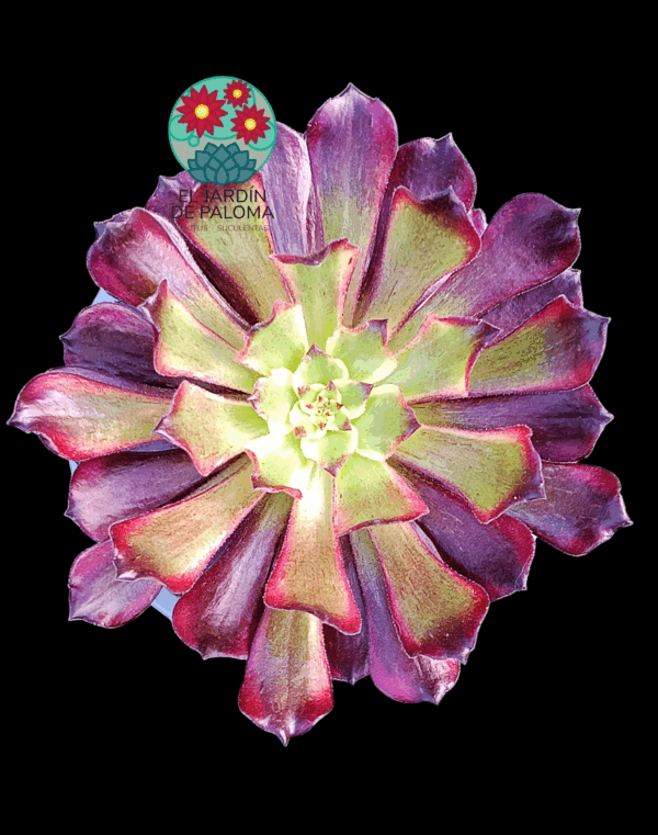 Aeonium Black Peony variegata (importación)