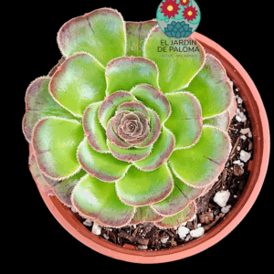 Aeonium Arboreum var. rubrolineatum
