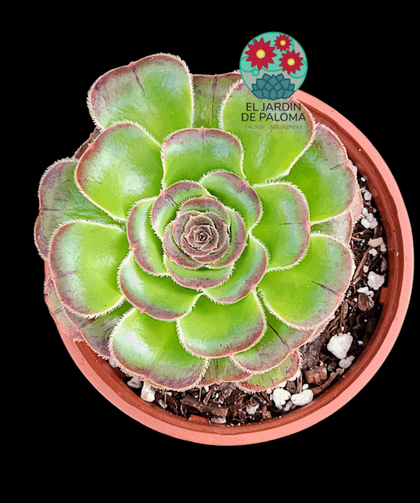 Aeonium Arboreum var. rubrolineatum