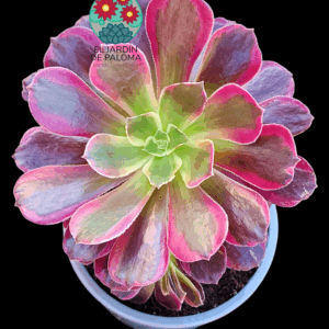 Aeonium Eden variegata con hijuelos