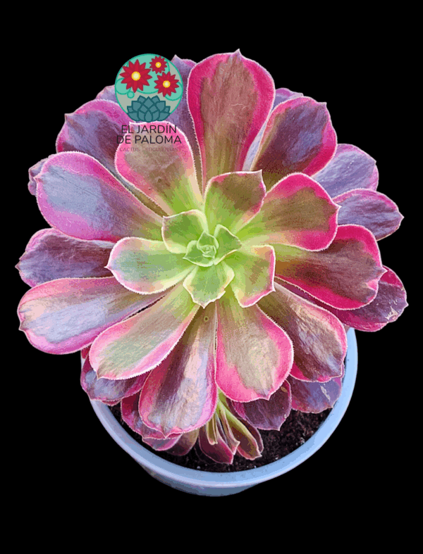 Aeonium Eden variegata con hijuelos