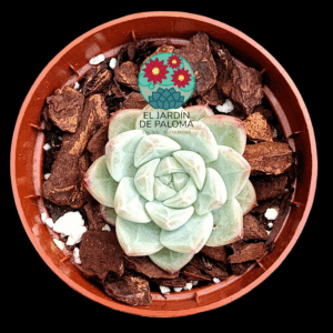 Echeveria "Well moon" (importación)