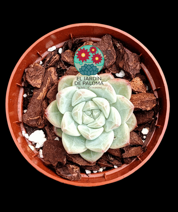 Echeveria "Well moon" (importación)