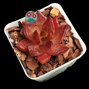 Echeveria Purple rose (importación)