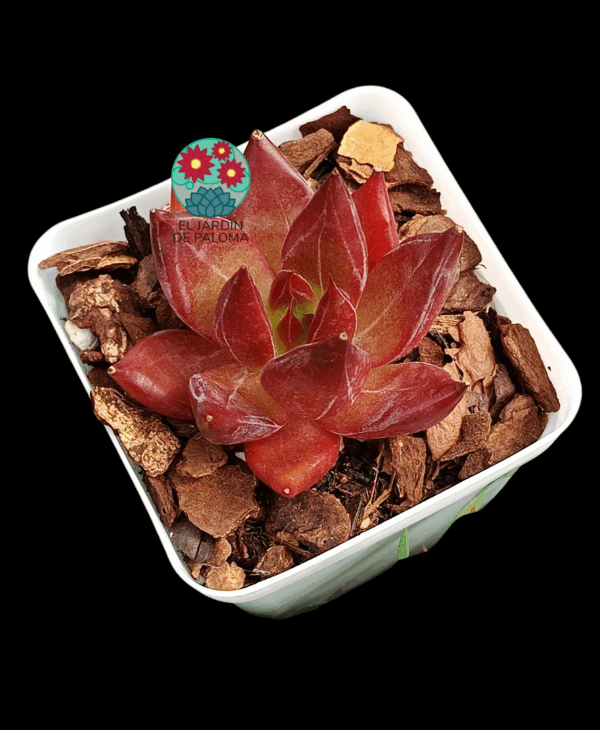 Echeveria Purple rose (importación)