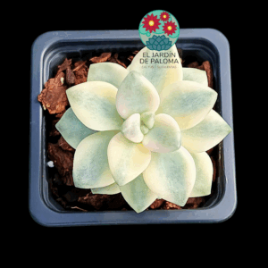Pachyphytum "Apricot beauty variegata"
