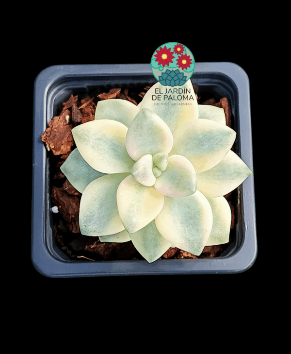 Pachyphytum "Apricot beauty variegata"