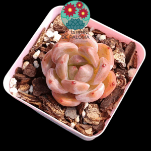 Echeveria Queen orange (importación)