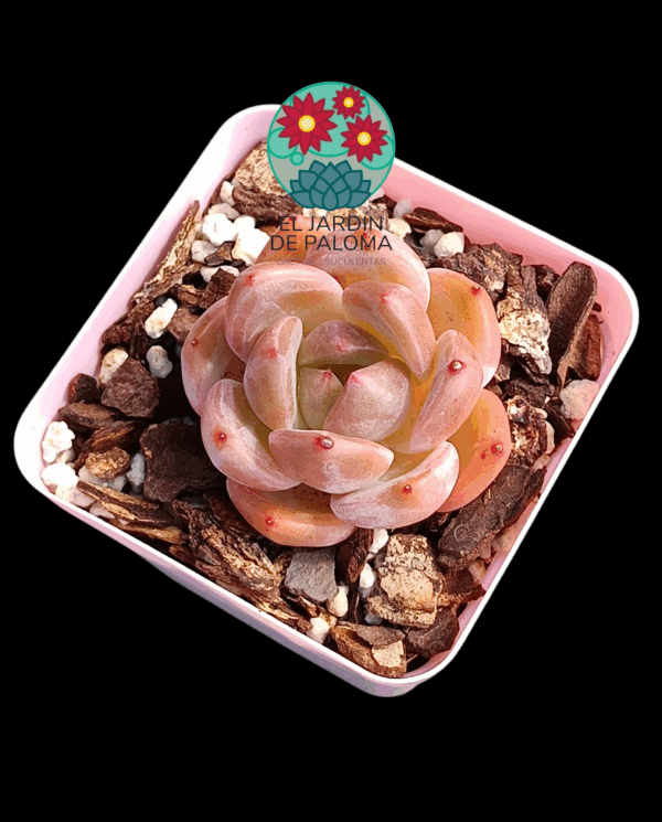 Echeveria Queen orange (importación)