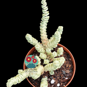 Crassula Fantasy variegata