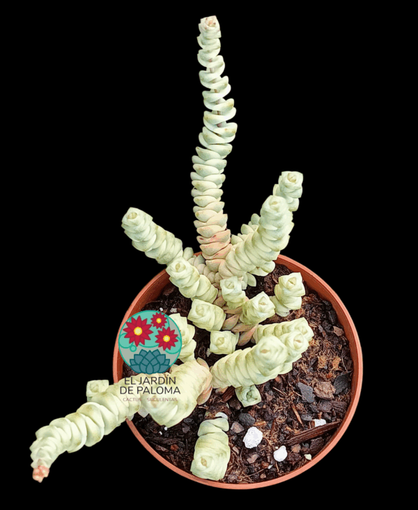 Crassula Fantasy variegata